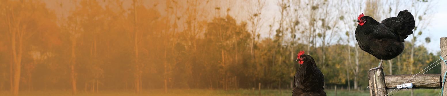 Votre espace utilisateur Adopte une Plume