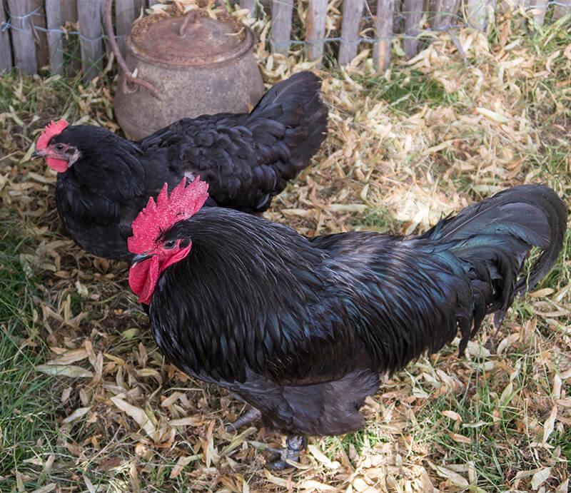 Poulailler - Adopte une Plume