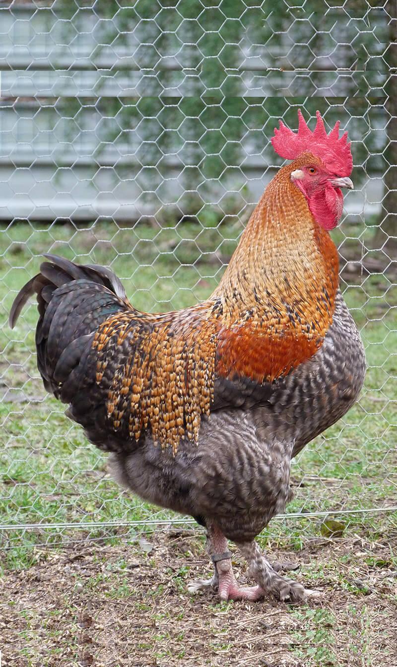 Poules - Adopte une Plume