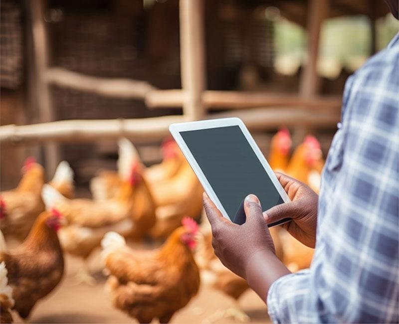 Adopte Une Plume - NFT