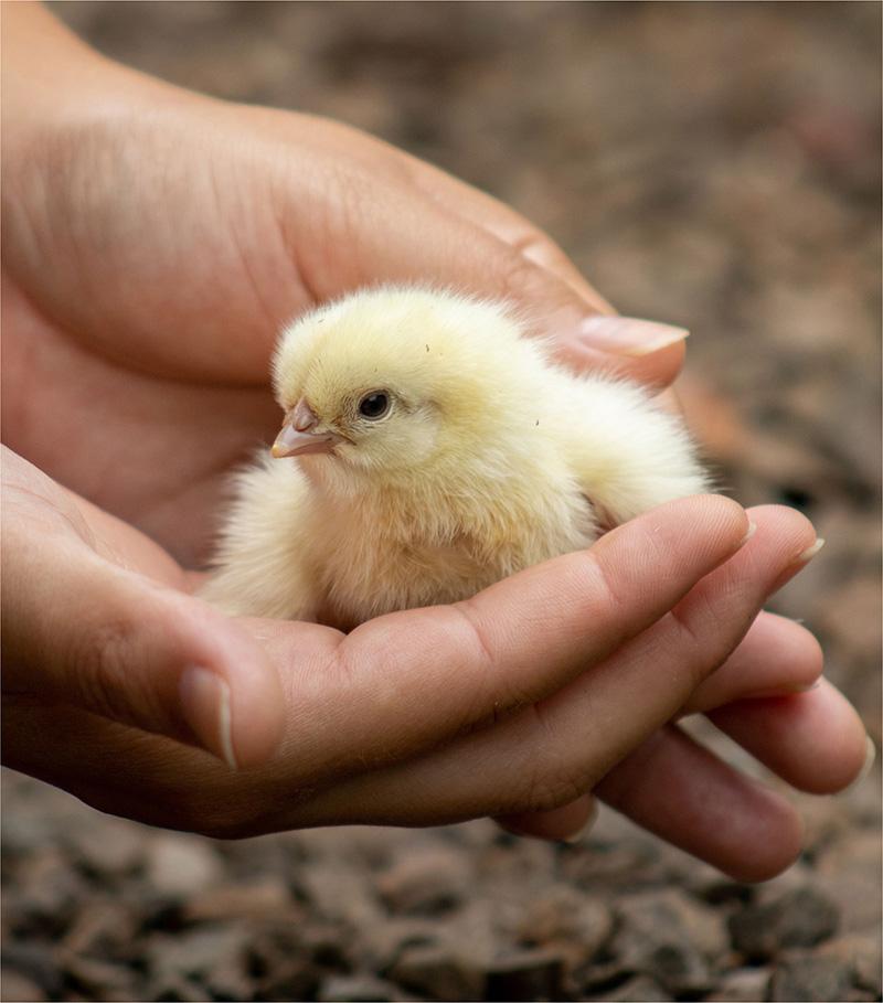Préserver les races locales de volailles