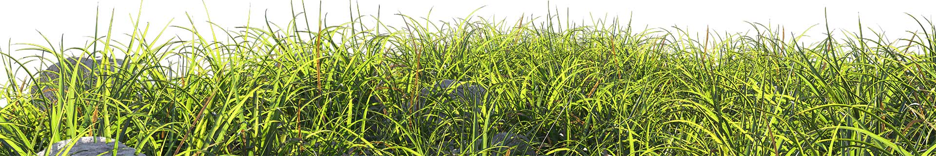 Herbe verte