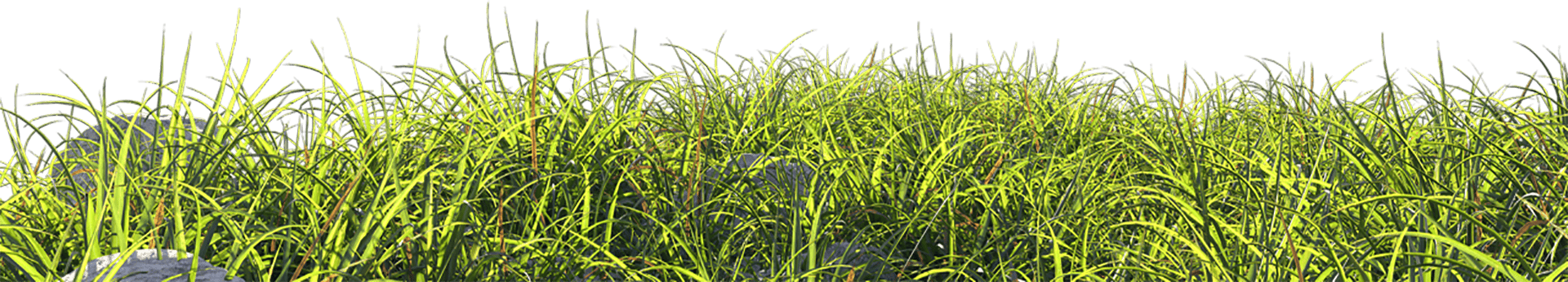 Herbe verte